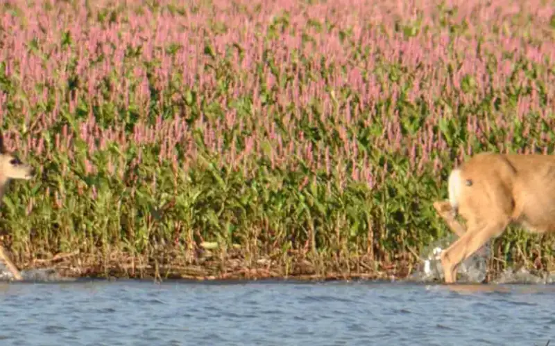 Deer Flat National Wildlife Refuge