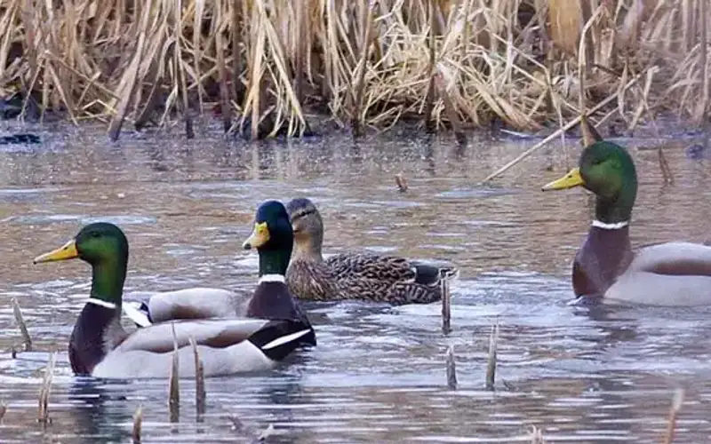 Desoto National Wildlife Refuge
