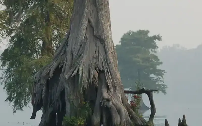 Great Dismal Swamp National Wildlife Refuge