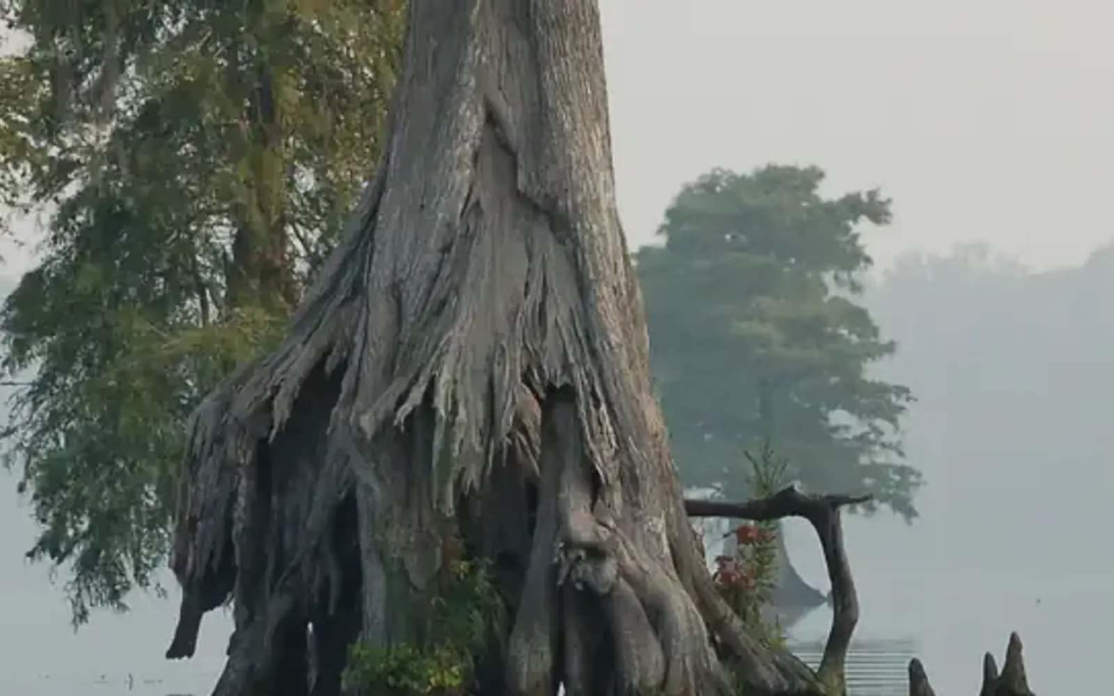 Great Dismal Swamp National Wildlife Refuge