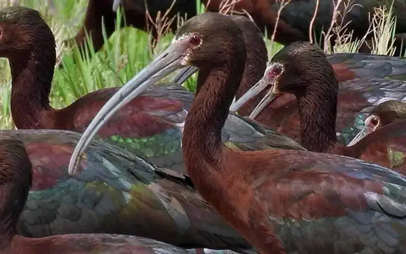 White Faced Ibis - Havasu National Wildlife Refuge