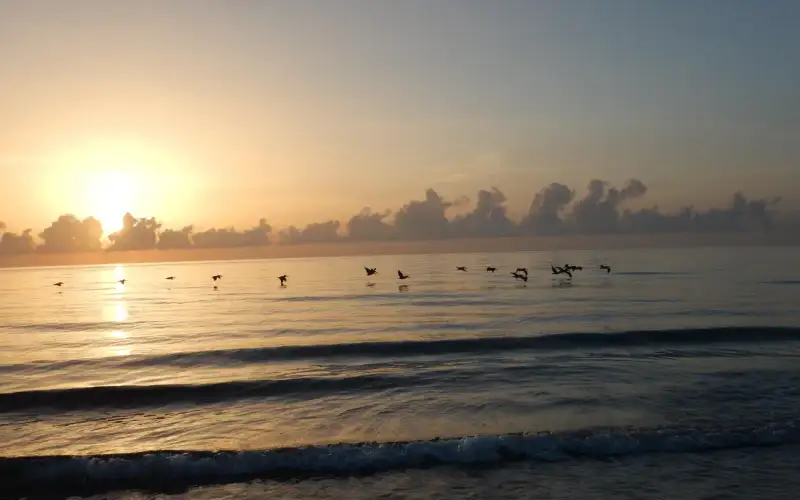 Silhouette of birds flying over the Atlantic Ocean as the sun rises above the cloudy horizon.