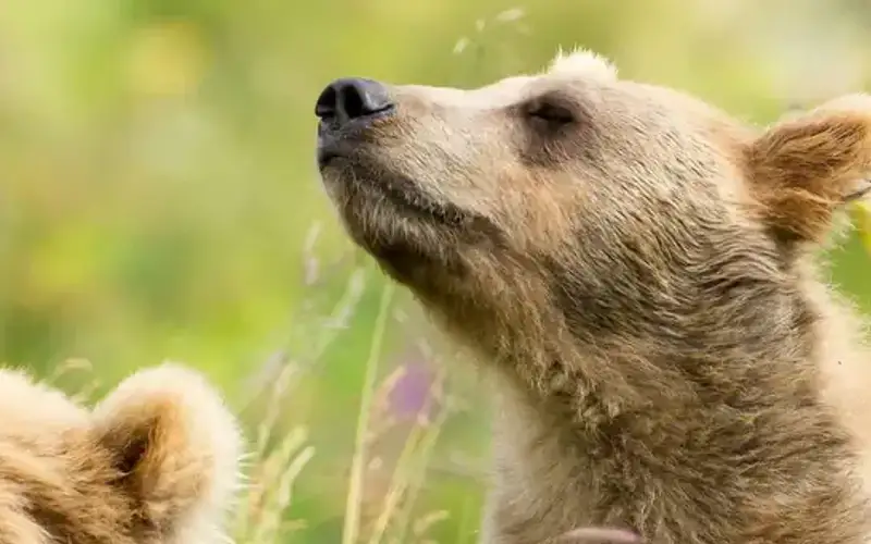 Kodiak National Wildlife Refuge