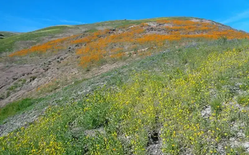 Tumey Hills Wildflowers