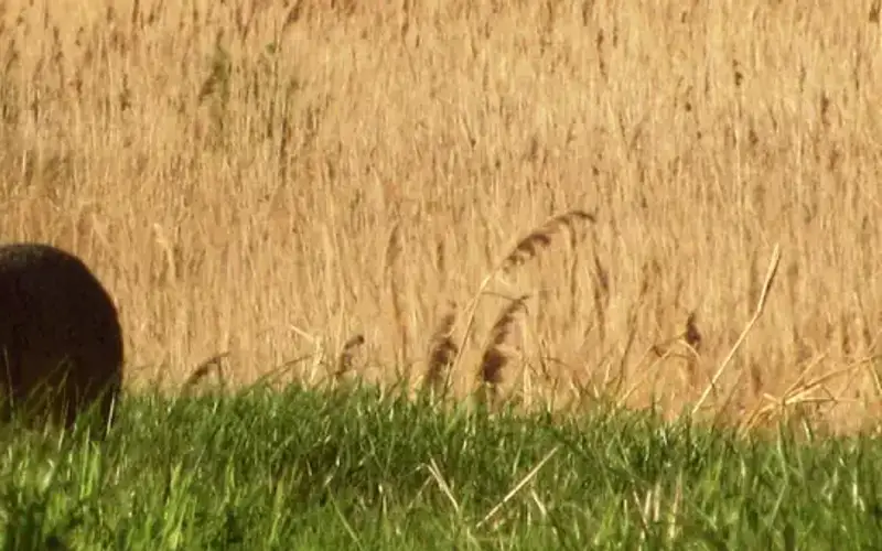 Mattamuskeet National Wildlife Refuge