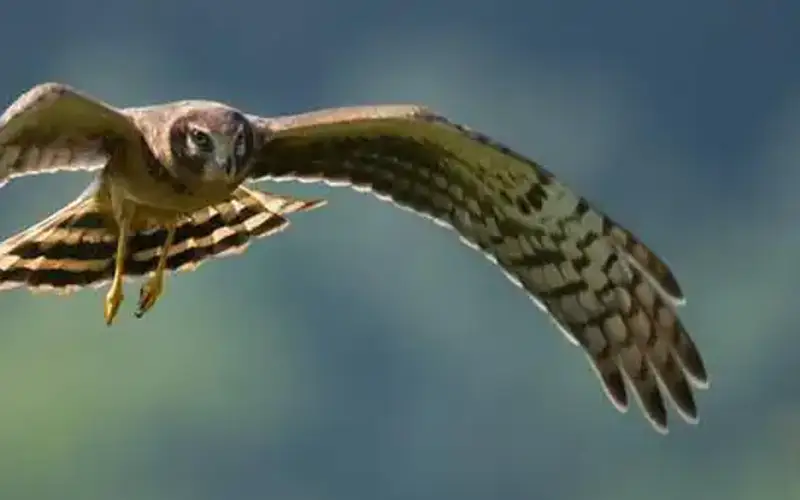 Montezuma National Wildlife Refuge