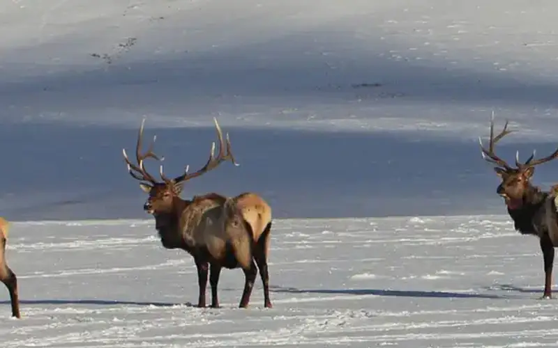 National Elk Refuge, Wyoming