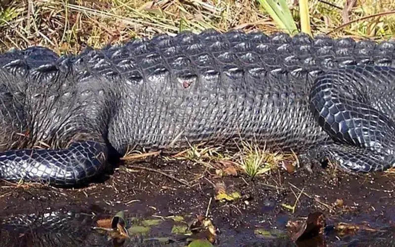 Okefenokee Refuge