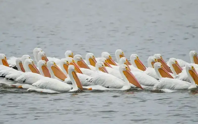 White Pelicans at Pea Island National Wildlife Refuge