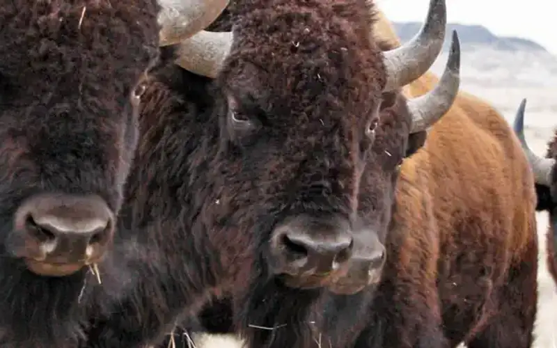 Rocky Mountain Arsenal National Wildlife Refuge