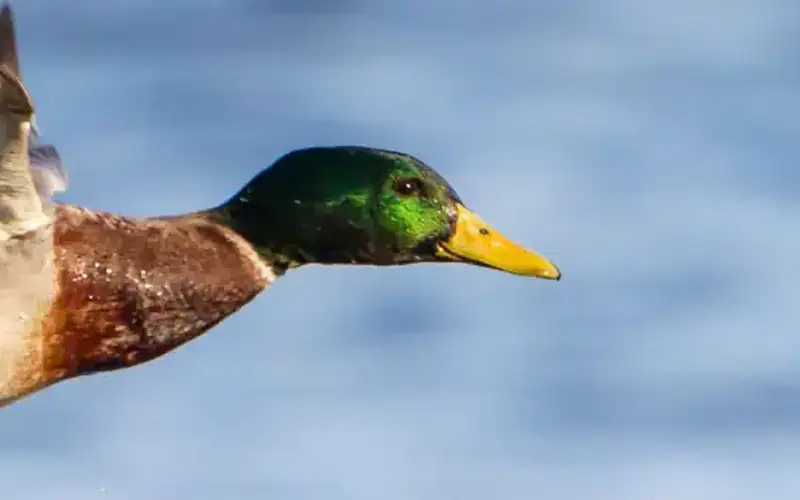 Mallard Drake on Upper Mississippi River National Wildlife and Fish Refuge