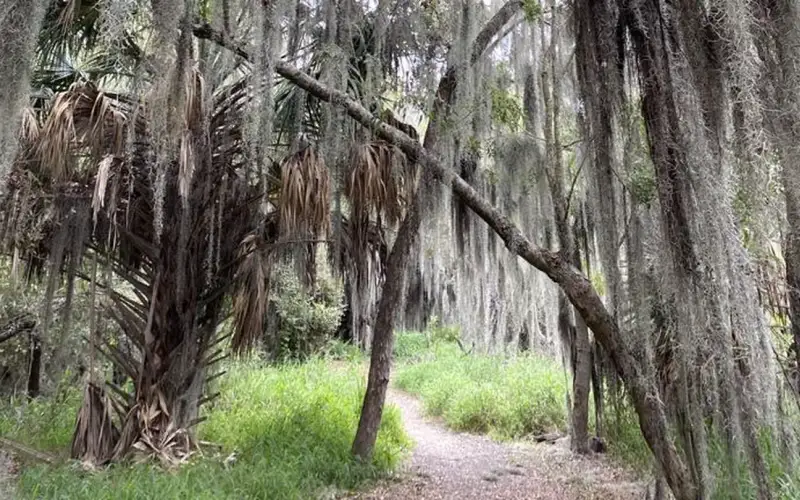 A dirt path leads through a wooded area of trees covered in Spanish moss
