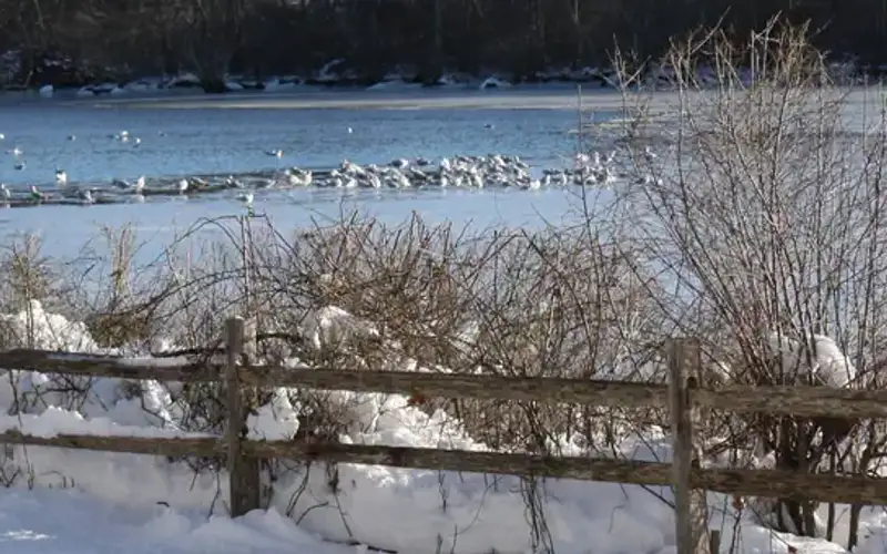 Wertheim National Wildlife Refuge