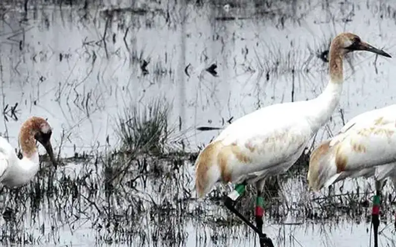 Wheeler National Wildlife Refuge, Alabama