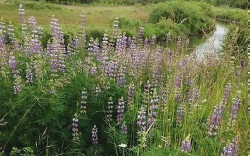 West Eugene Wetlands