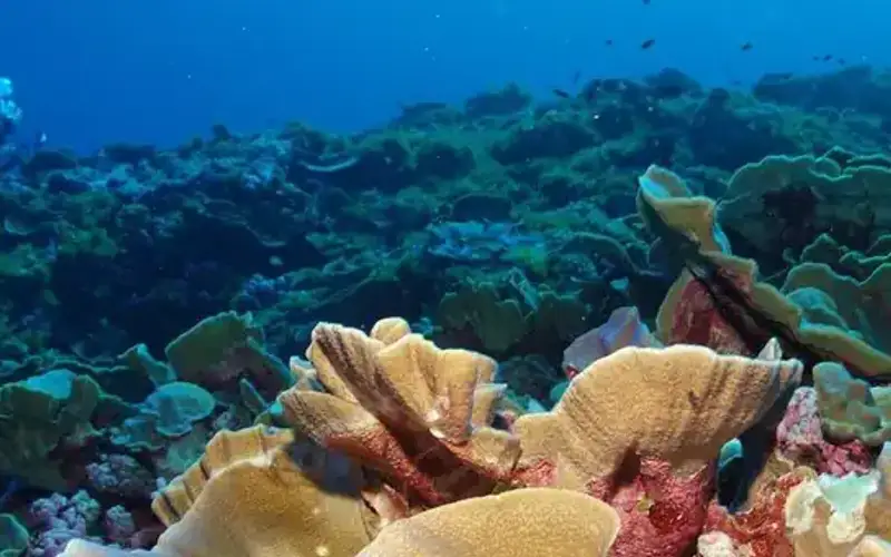National Marine Sanctuary of American Samoa