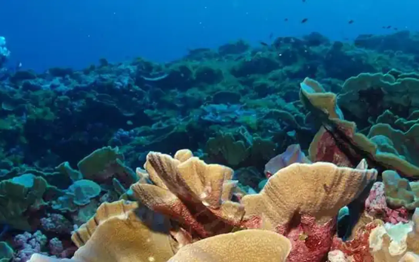 National Marine Sanctuary of American Samoa