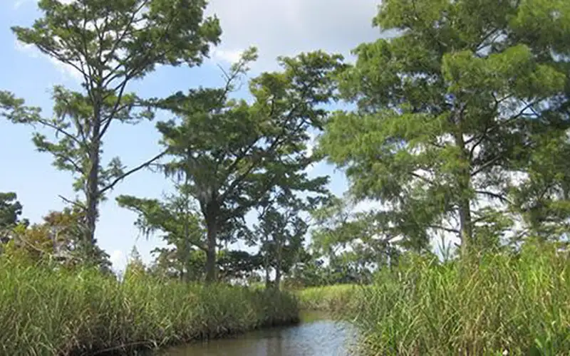 Apalachicola National Estuarine Research Reserve, Florida