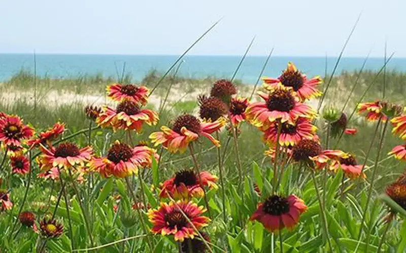 Sand dunes and flowers at Guana Tolomato Matanzas National Estuarine Research Reserve, Florida