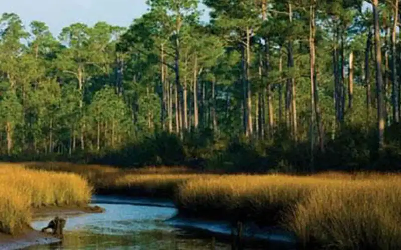 A view of marsh land at Grand Bay National Estuarine Research Reserve, Mississippi
