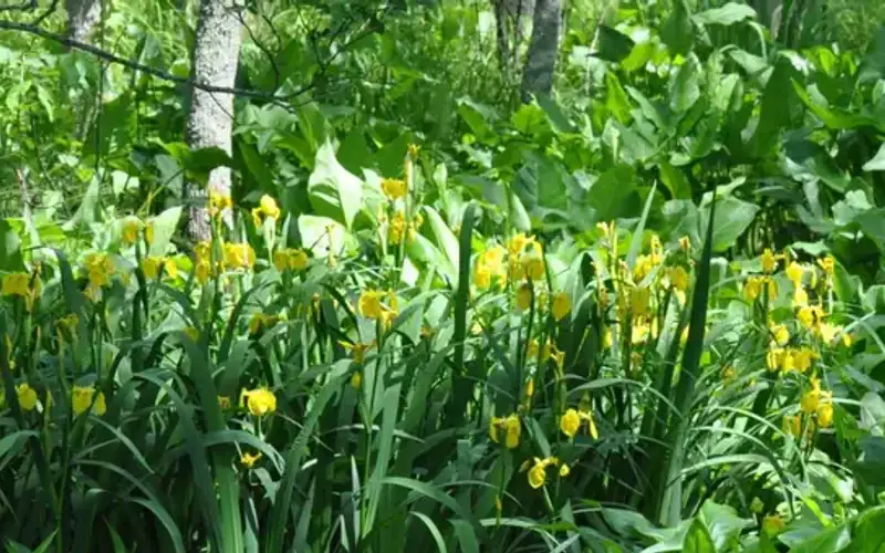 Occoquan Bay National Wildlife Refuge wetland