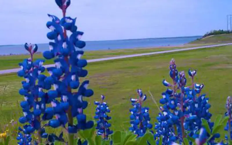 Bluebonnets at Hords Creek