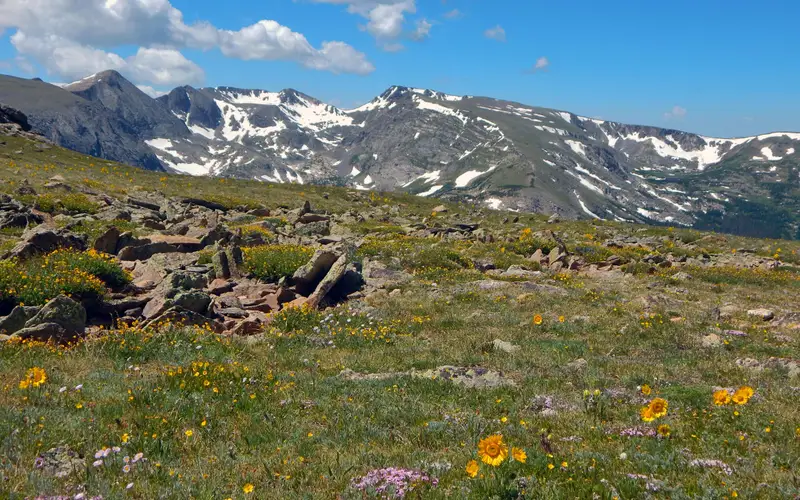 Alpine wildflowers are blooming
