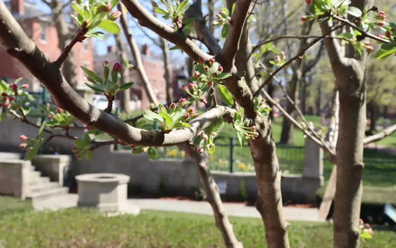 View of the historic well through crabapple trees