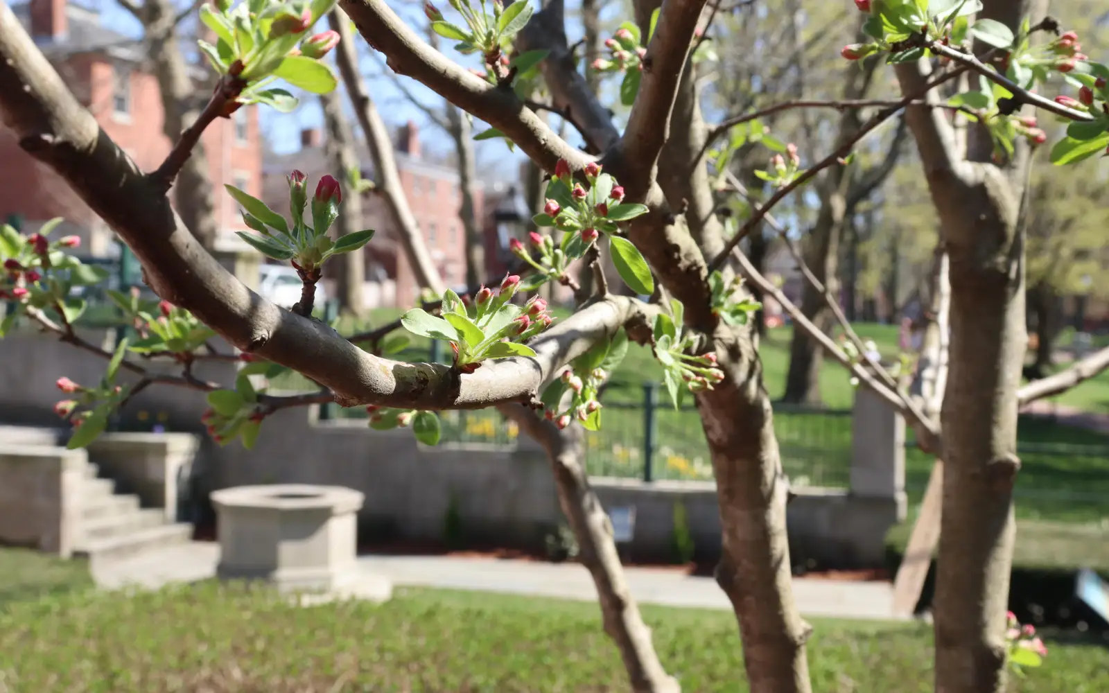 View of the historic well through crabapple trees