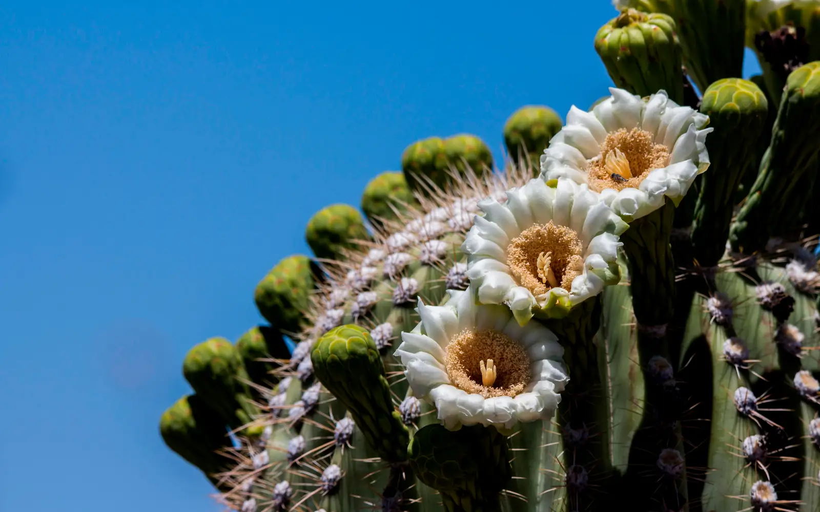Saguaro flowers