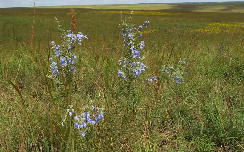 fall wildflowers at the preserve