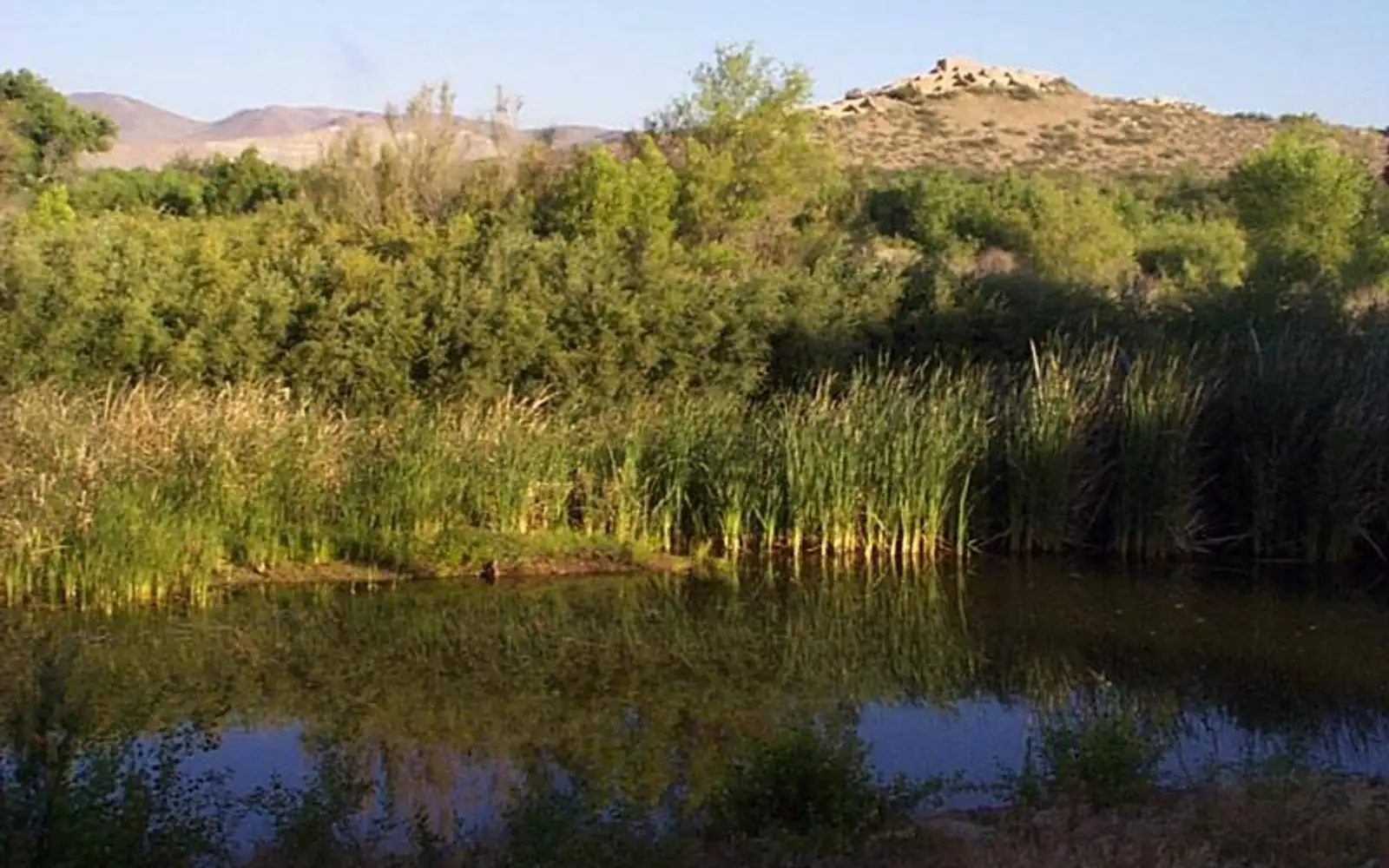 A marsh with open water, cattails, and a masonry dwelling beyond.