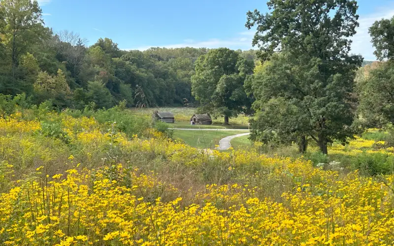 Field of yellow flowers in the foreground with two log huts and a paved trail in the middle distance