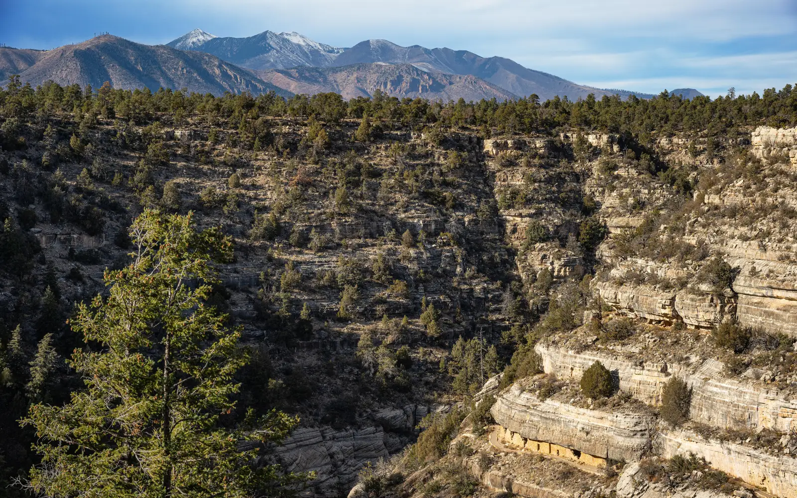 Walnut Canyon's cliff dwellings are illuminated by the afternoon sun.