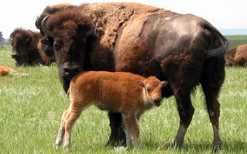 a bison cow and calf on the prairie