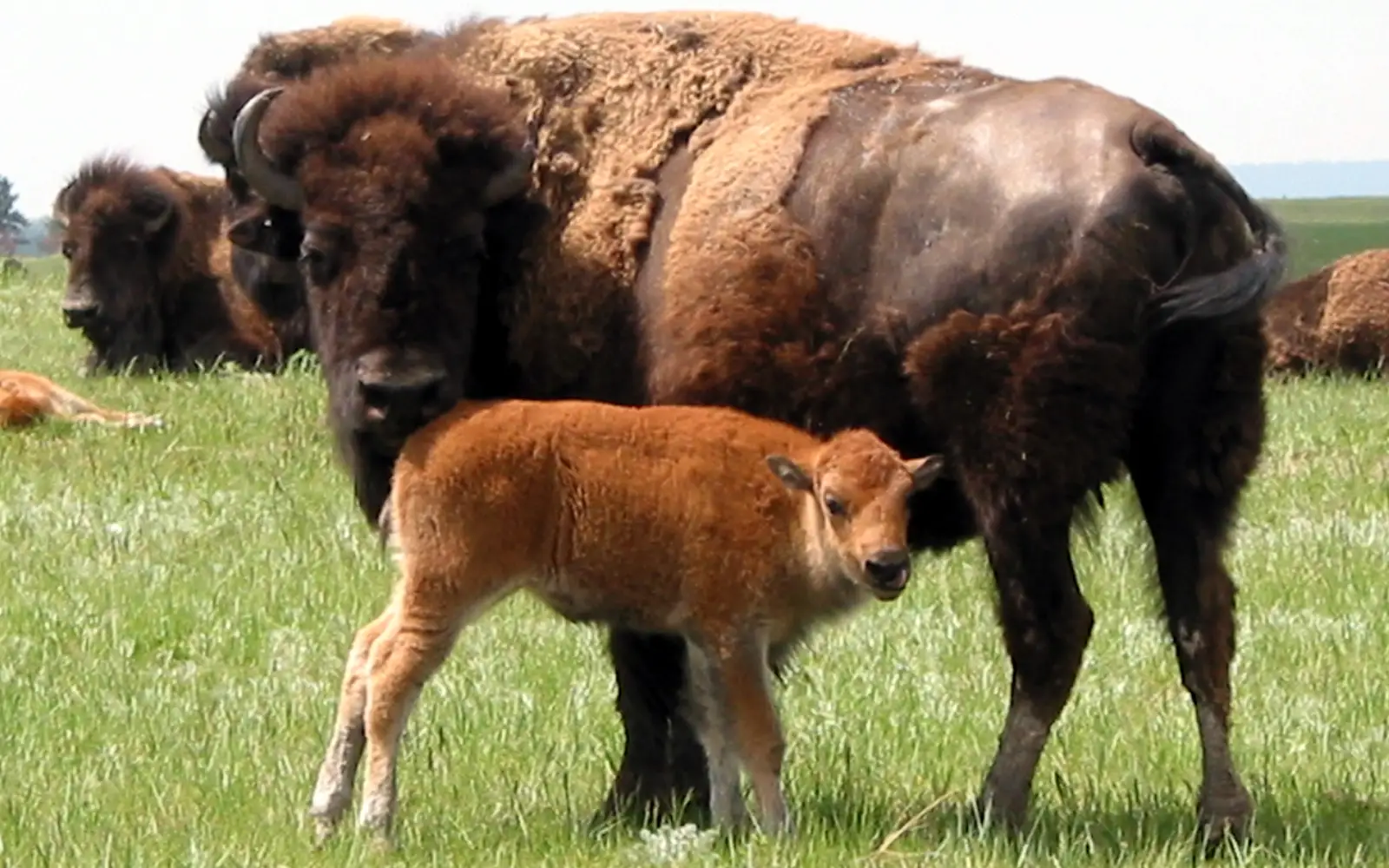 a bison cow and calf on the prairie
